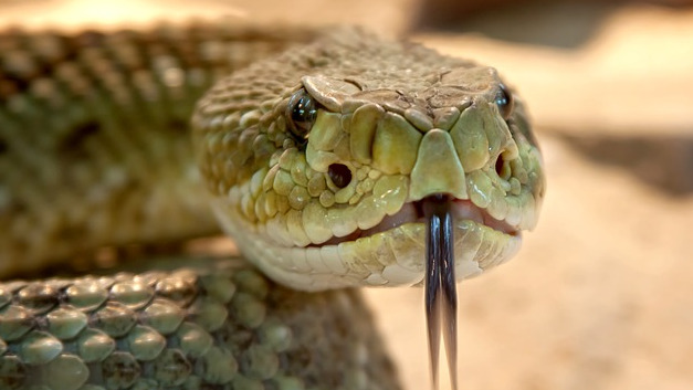 Venoms
